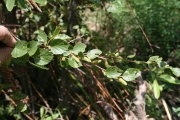 Western birch (Betula occidentalis)